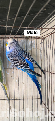 Budgerigar